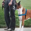 רתמת איזי ווק M אדום לכלבים פטסייף / PETSAFE, 2 image