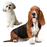 מוצרים לכלבים