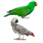 מוצרים לציפורים