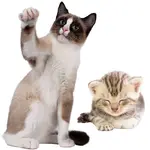 מצרים לחתולים