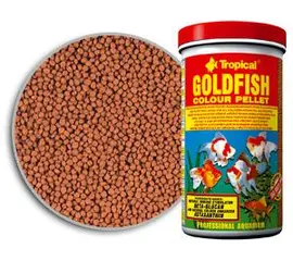 טרופיקל דגי זהב