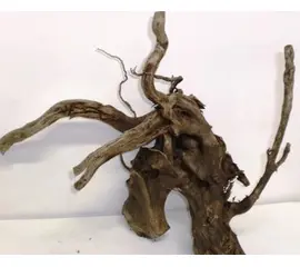 שורש מופאני